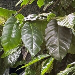 Détails des feuilles de Coffea benghalensis, Feuillage du Caféier de Bengale