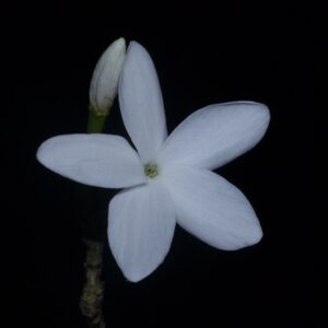 Inflorescence de Coffea benghalensis, Fleur du Caféier de Bengale, Graines de Coffea benghalensis, Graines de Caféier du Bengale