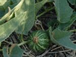 Graines de Courge buffle - Graines de Cucurbita foetidissima