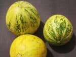 Graines de Courge buffle - Graines de Cucurbita foetidissima