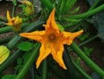 Graines de Courge de Styrie - Graines de Cucurbita pepo convar. citrullia var. styriaca