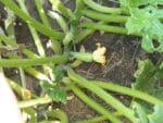 Graines de Courge de Styrie - Graines de Cucurbita pepo convar. citrullia var. styriaca