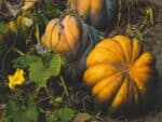 Graines de Courge de Styrie - Graines de Cucurbita pepo convar. citrullia var. styriaca
