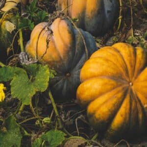 Graines de Courge de Styrie - Graines de Cucurbita pepo convar. citrullia var. styriaca