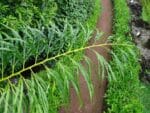 Graines de Cycas multipinnata - Graines de Cycas de Chine