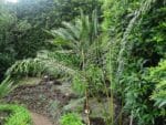 Graines de Cycas multipinnata - Graines de Cycas de Chine