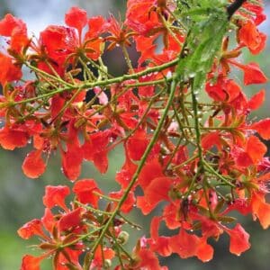 Graines de Delonix regia - Graines de flamboyant royal