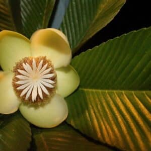 Graines de Dillenia indica - Graines de Pomme d’éléphant