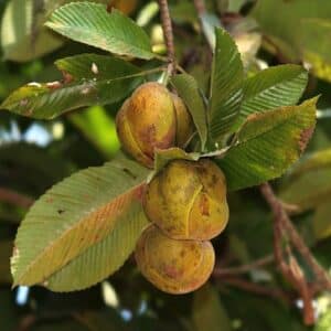 Graines de Dillenia indica - Graines de Pomme d’éléphant