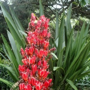 Graines de Doryanthes excelsa - Graines de Lys Gyméa