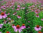 Graines d'Echinacea purpurea - Graines de Rudbeckia pourpre