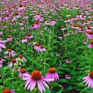 Graines d'Echinacea purpurea - Graines de Rudbeckia pourpre