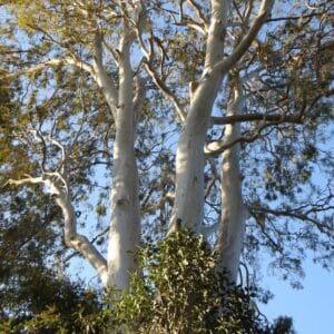 Détails du tronc d'Eucalyptus tereticornis, Vue du houppier du Gommier rouge des forêts