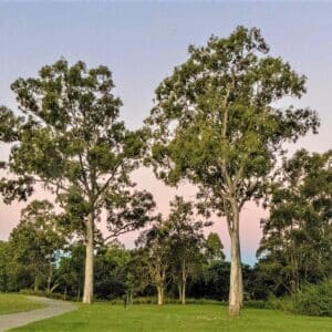 Plantation d'Eucalyptus tereticornis, Vue générale du Gommier rouge des forêts