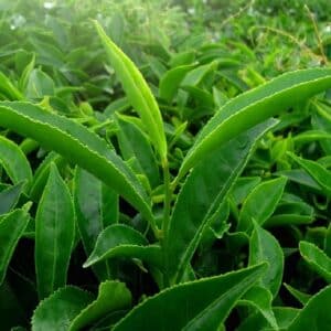 Graines de Camellia sinensis var. assamica – Graines de Théier Assamica