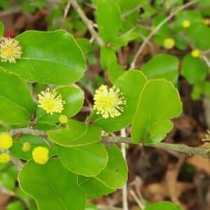 Flacourtia indica en fleur, Fleurs et feuilles du Prunier malgache