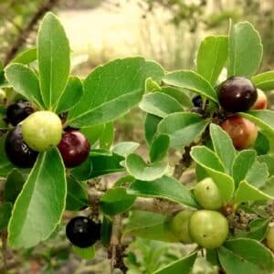 Fruits de Flacourtia indica, Fructification du Prunier malgache, Graines de Flacourtia indica, Graines de Prunier malgache