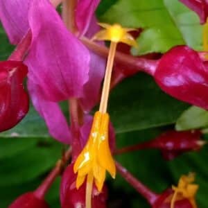 Graines de Globba winitii - Graines de Globba winitii Pink Dragon