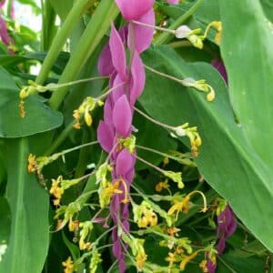 Graines de Globba winitii - Graines de Globba winitii Pink Dragon