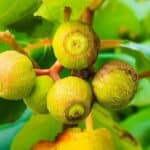 Graines de Guettarda speciosa - Graines de Kahaia