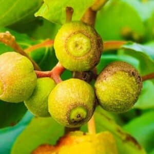 Graines de Guettarda speciosa - Graines de Kahaia