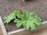 Graines de Gunnera antioquensis - Graines de Gunnère d’Antioquia
