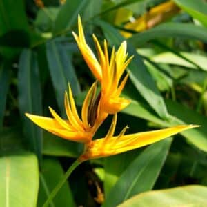 Graines de Heliconia librata - Graines d' Helikonie