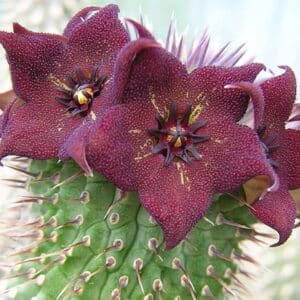 Graines de Hoodia gordonii - Graines de Xhoba