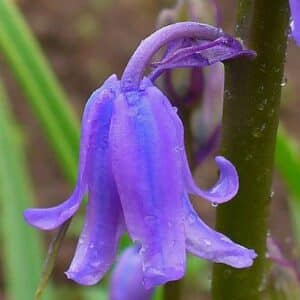 Graines d'Hyacinthoides non-scripta - Graines de Jacinthe des Bois