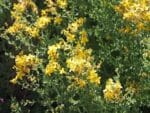Graines d'Hypericum perforatum - Graines de Millepertuis officinal