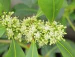 Graines d'Ilex paraguariensis - Graines d' Yerba maté