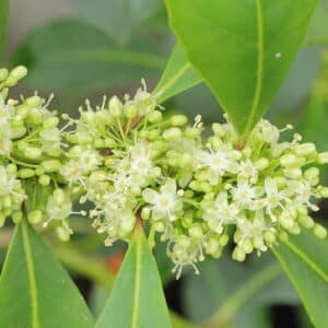 Graines d'Ilex paraguariensis - Graines d' Yerba maté