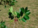 Feuillage et fruits d'Ilex paraguariensis, Fructification de Yerba maté