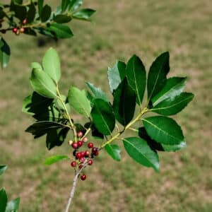 Feuillage et fruits d'Ilex paraguariensis, Fructification de Yerba maté
