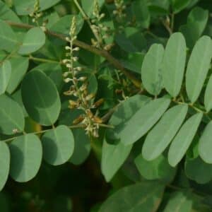 Feuilles d'Indigofera tinctoria, Feuillage d'Indigotier, Graines d'Indigofera tinctoria, Graines d'Indigotier, Graines d'Indigotier des Indes