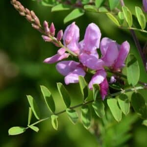 Indigofera tinctoria en fleur, Feuilles et fleurs d'Indigotier, Graines d'Indigofera tinctoria, Graines d'Indigotier, Graines d'Indigotier des Indes