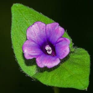 Graines d'Ipomoea mix - Graines d' Ipomées en mélange