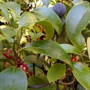 Feuillage Kadsura coccinea ou Hei Lao Hu