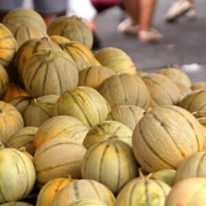 Récolte de Melon Charentais ou Cucumis melo var. cantalupensis, Graines de Melon Charentais, Graines de Melon de Cataloup, Graines de Cucumis melo var. cantalupensis