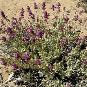 Culture de Salvia pachyphylla, Vue générale de la Sauge du désert