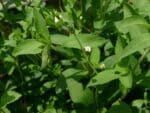 Stevia rebaudiana en fleur, Feuilles et fleurs de Stévie