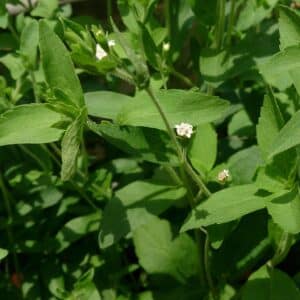 Stevia rebaudiana en fleur, Feuilles et fleurs de Stévie