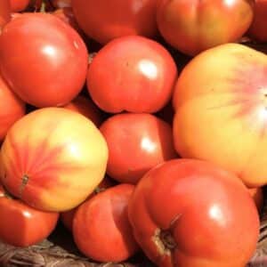 Tomate Caspienne Rose, Récolte de Solanum lycopersicum 'Caspian Pink', Graines de Tomate Caspienne Rose, Graines de Solanum lycopersicum 'Caspian Pink'