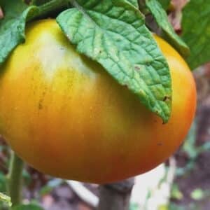 Culture de Tomate Caspienne Rose, Solanum lycopersicum 'Caspian Pink' mûre, Graines de Tomate Caspienne Rose, Graines de Solanum lycopersicum 'Caspian Pink'