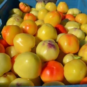 Tomate Green Velvet, Récolte de Solanum lycopersicum 'Green Velvet', Graines de Tomate Green Velvet, Graines de Solanum lycopersicum 'Green Velvet'