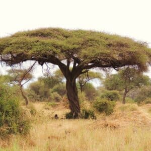 Vachellia tortilis ou Acacia faux-gommier en milieu naturel, Sujet adulte d'Acacia tortilis