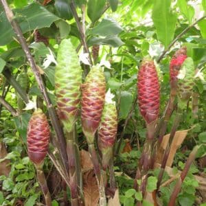 Zingiber zerumbet en fleurs, Inflorescence du Gingembre shampooing, Graines de Zingiber zerumbet, Graines de Gingembre shampooing
