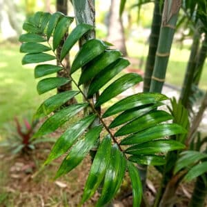 Détail d'une feuille de Chrysalidocarpus lanceolatus ou Dypsis lanceolata