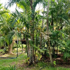 Chrysalidocarpus lanceolatus ou Dypsis lanceolata en culture
