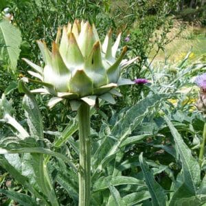 Graines d'Artichaut ‘Gros Vert de Laon - Graines de Cynara scolymus